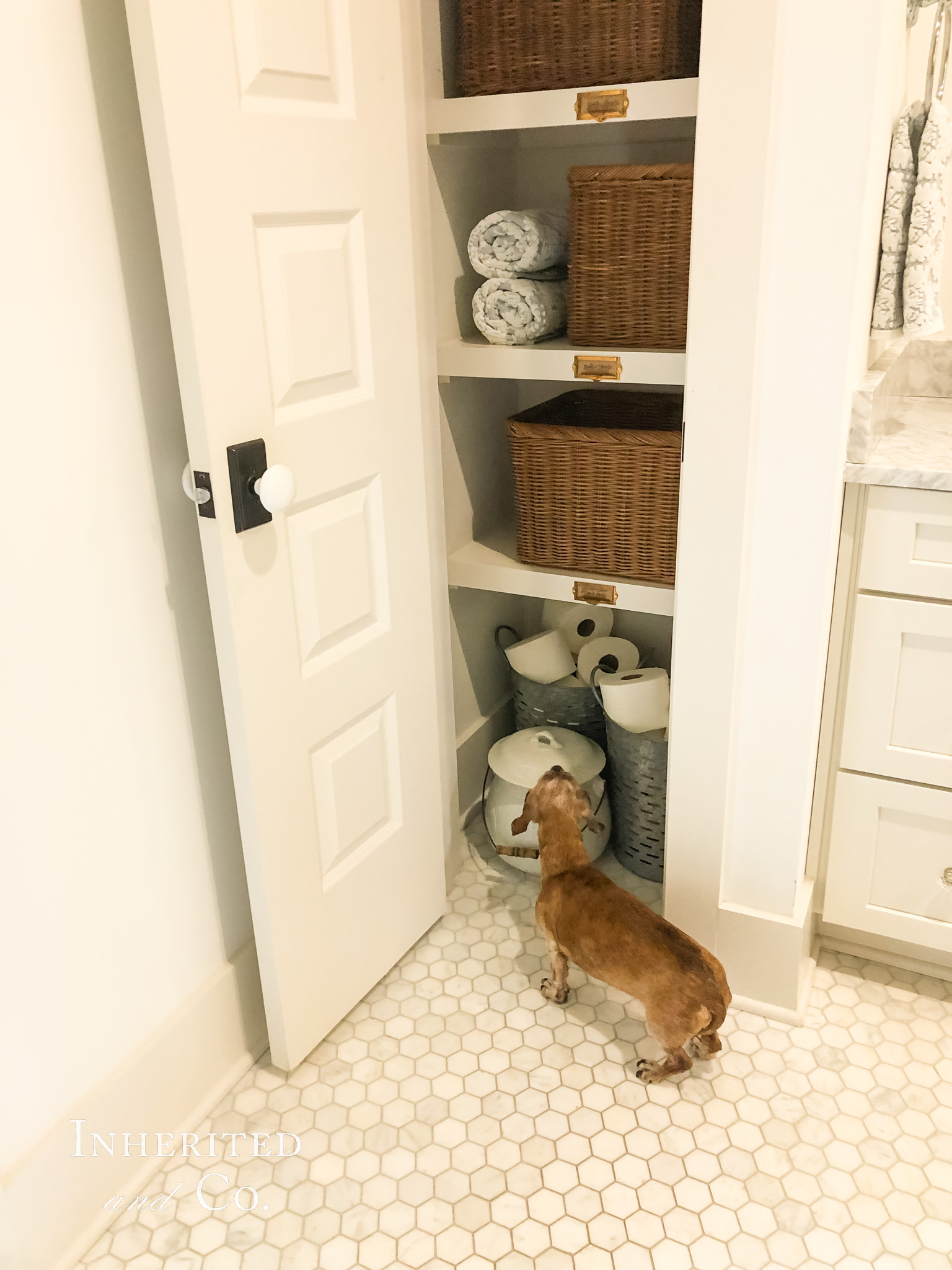 Dachshund standing in front of an organized linen closet