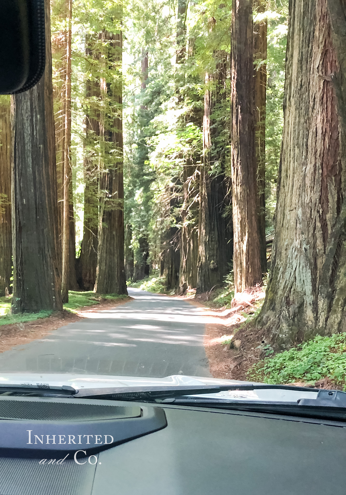 Drive through the Avenue of the Giants