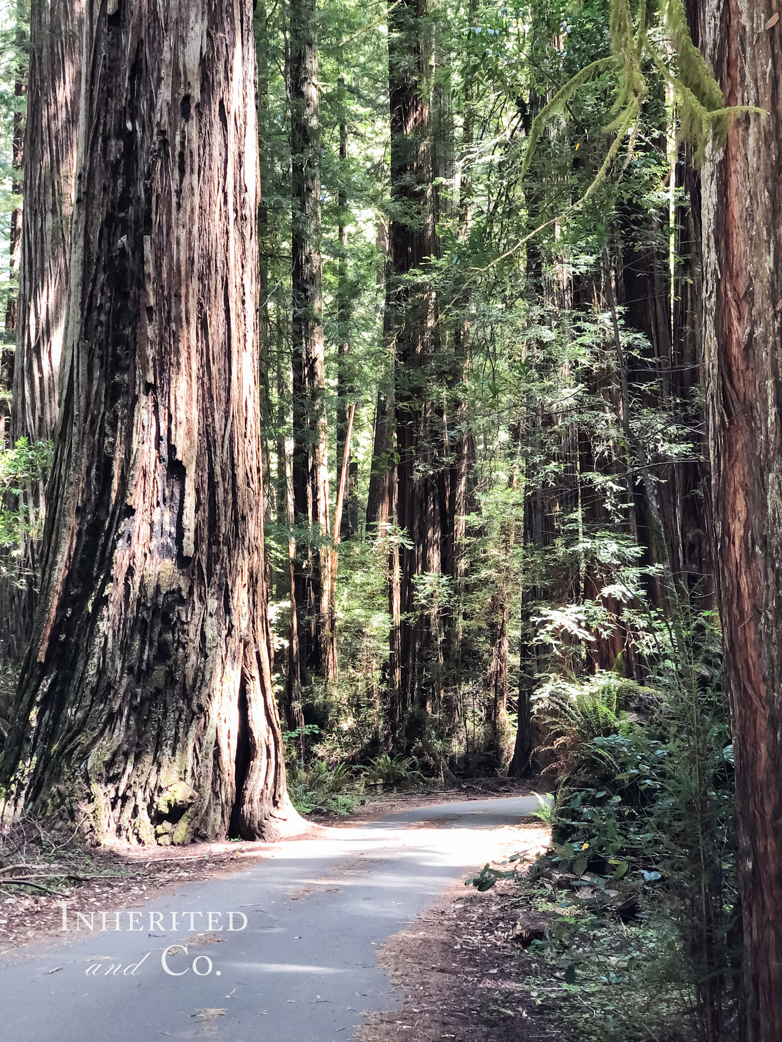 Humboldt Redwoods State Park