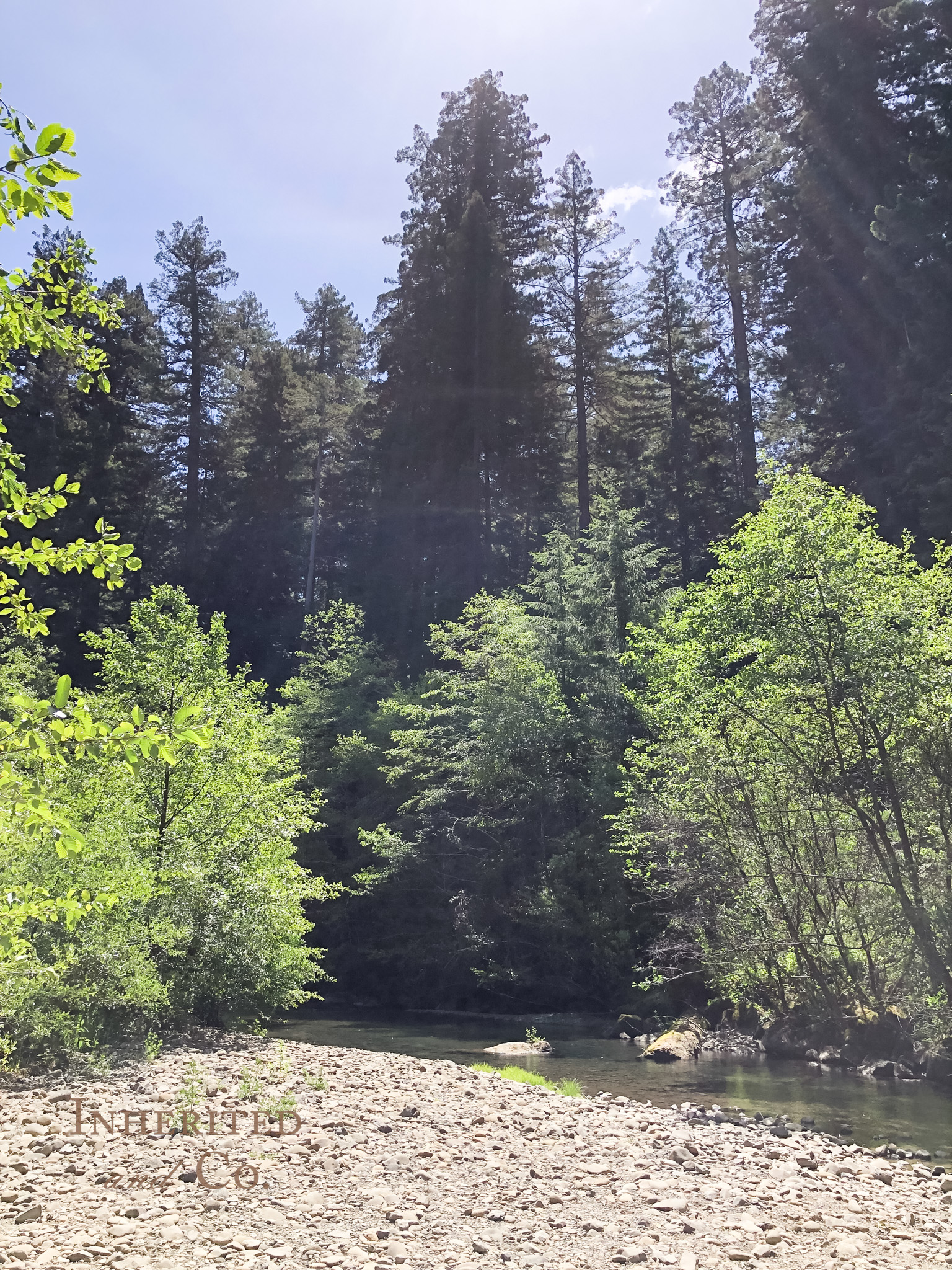 Avenue of the Giants