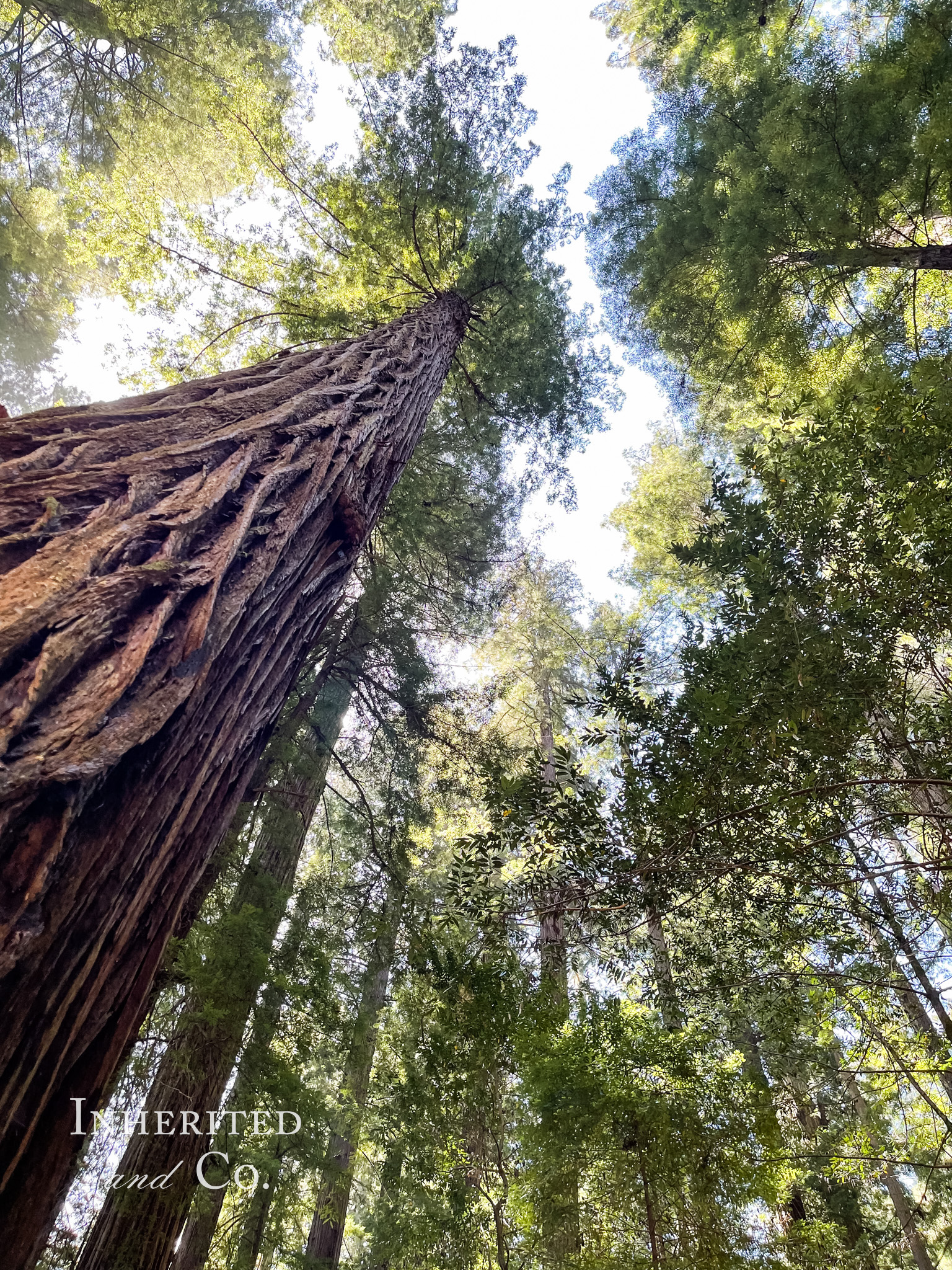 Redwoods Forest