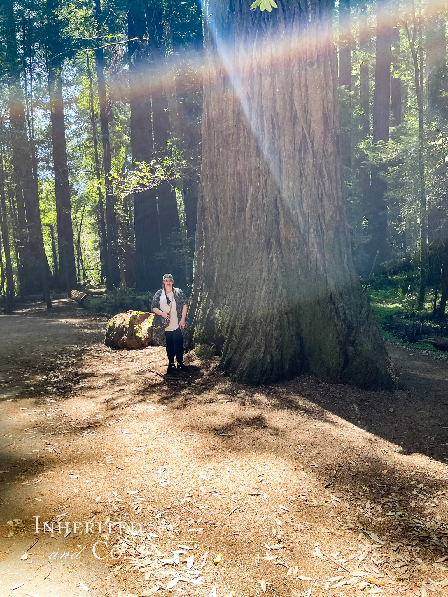 Inherited and Co. in Redwood Forest