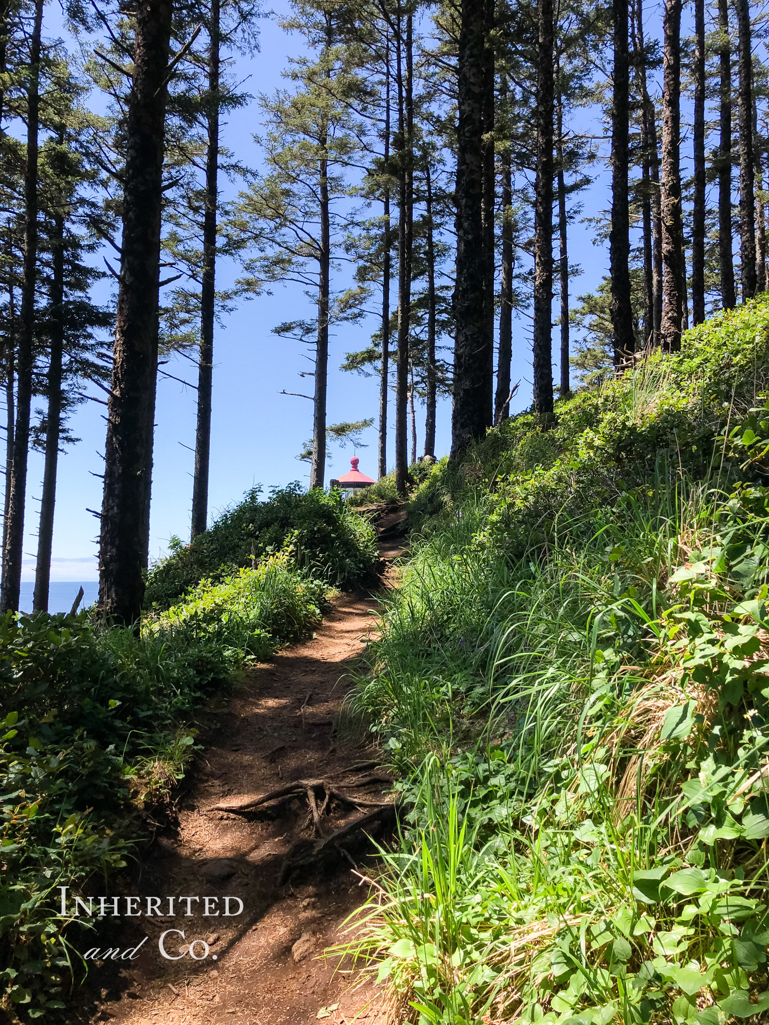 Hiking Trail to Heceta Head Lighthouse