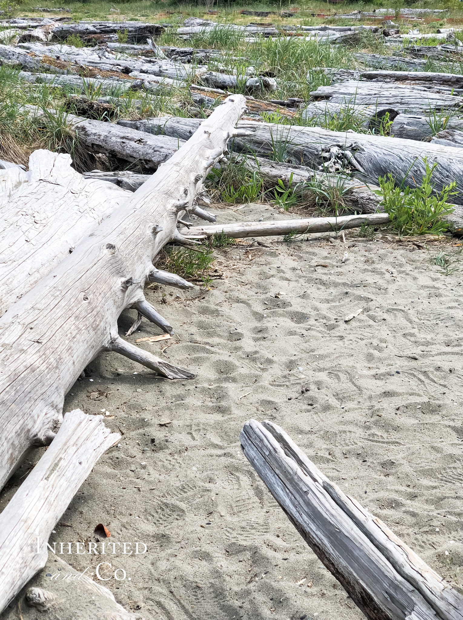 Driftwood on a beach near Seattle