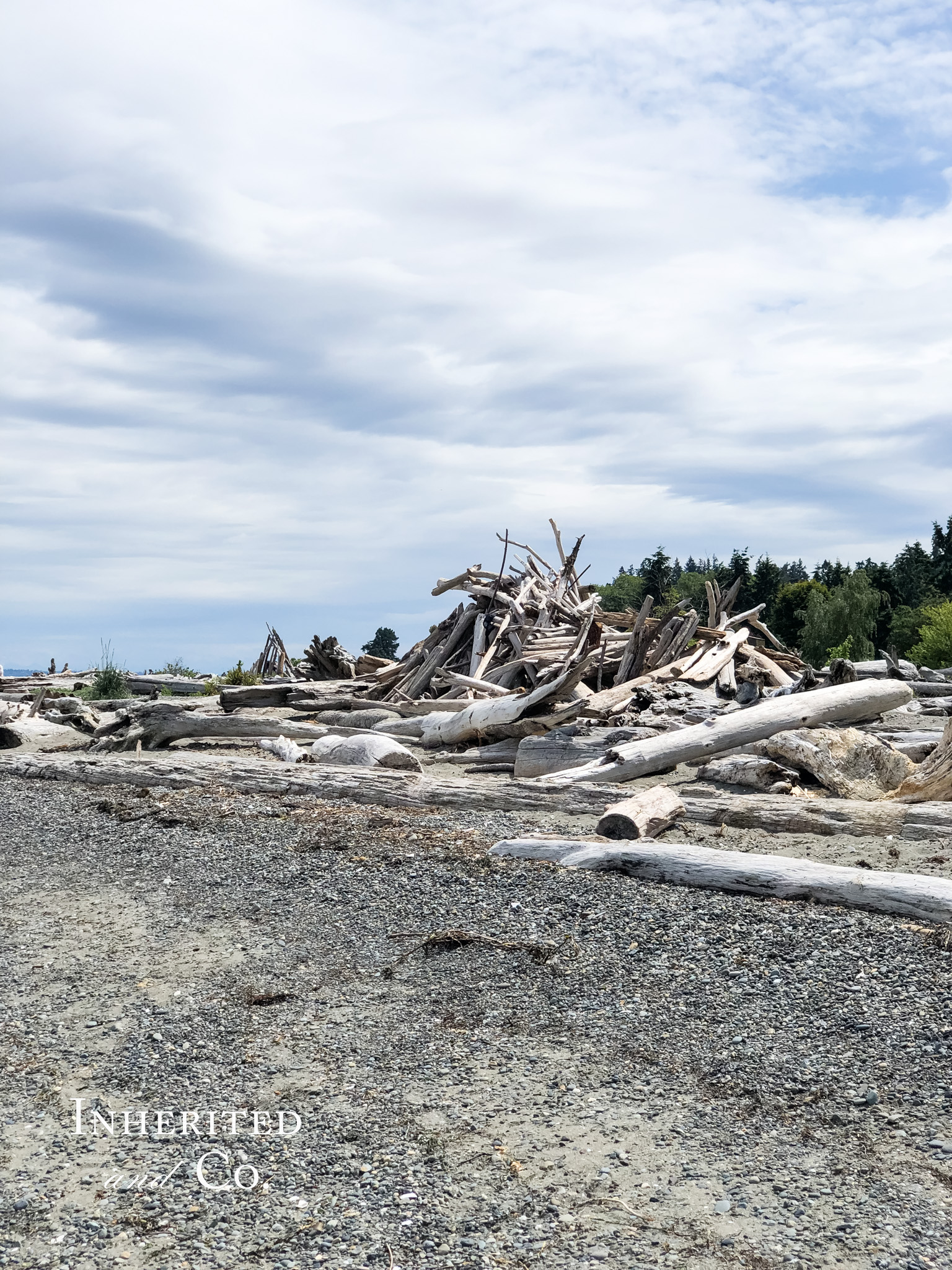 Driftwood at Fay Bainbridge Park