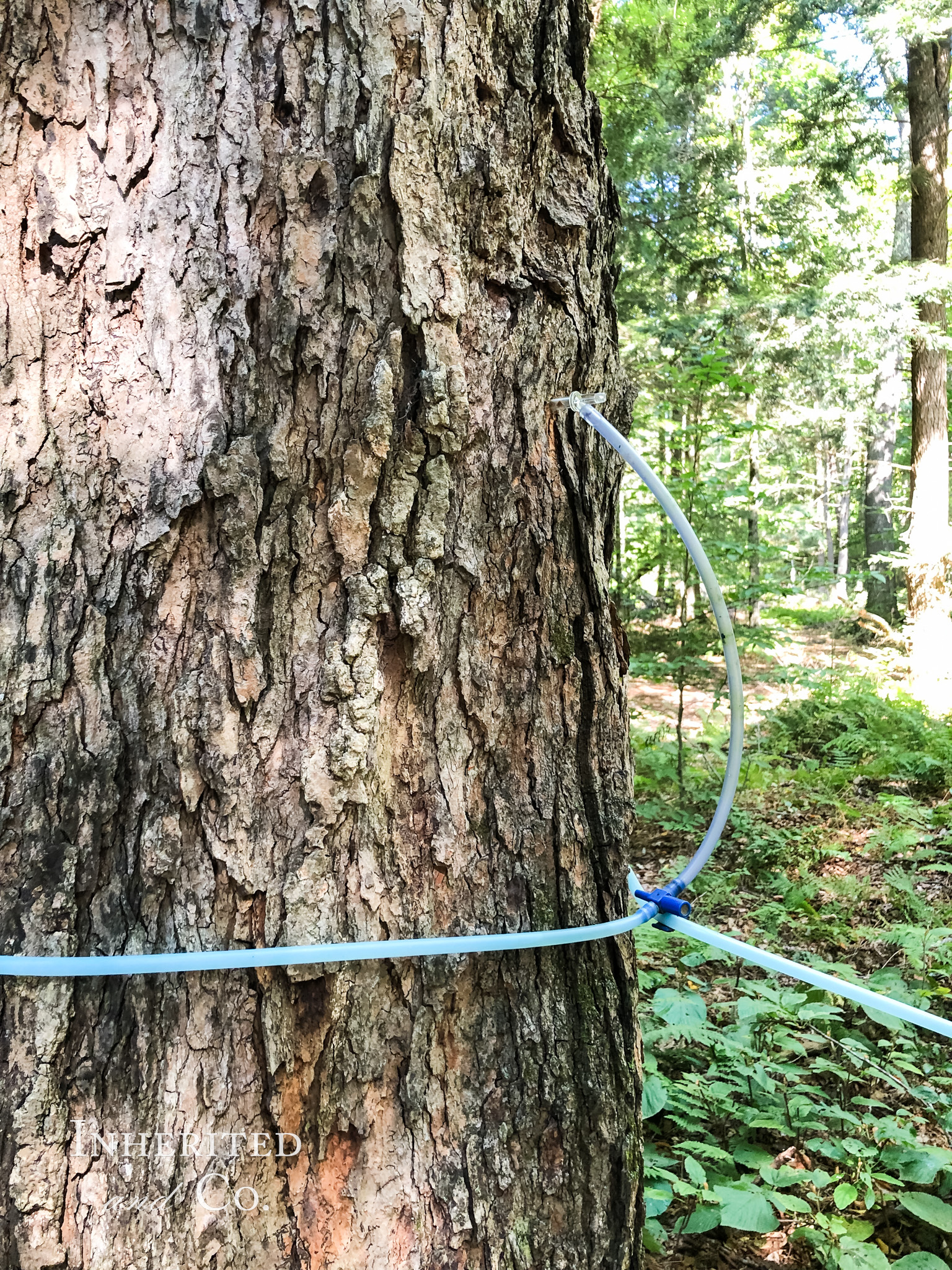 Tapped Vermont Maple Tree