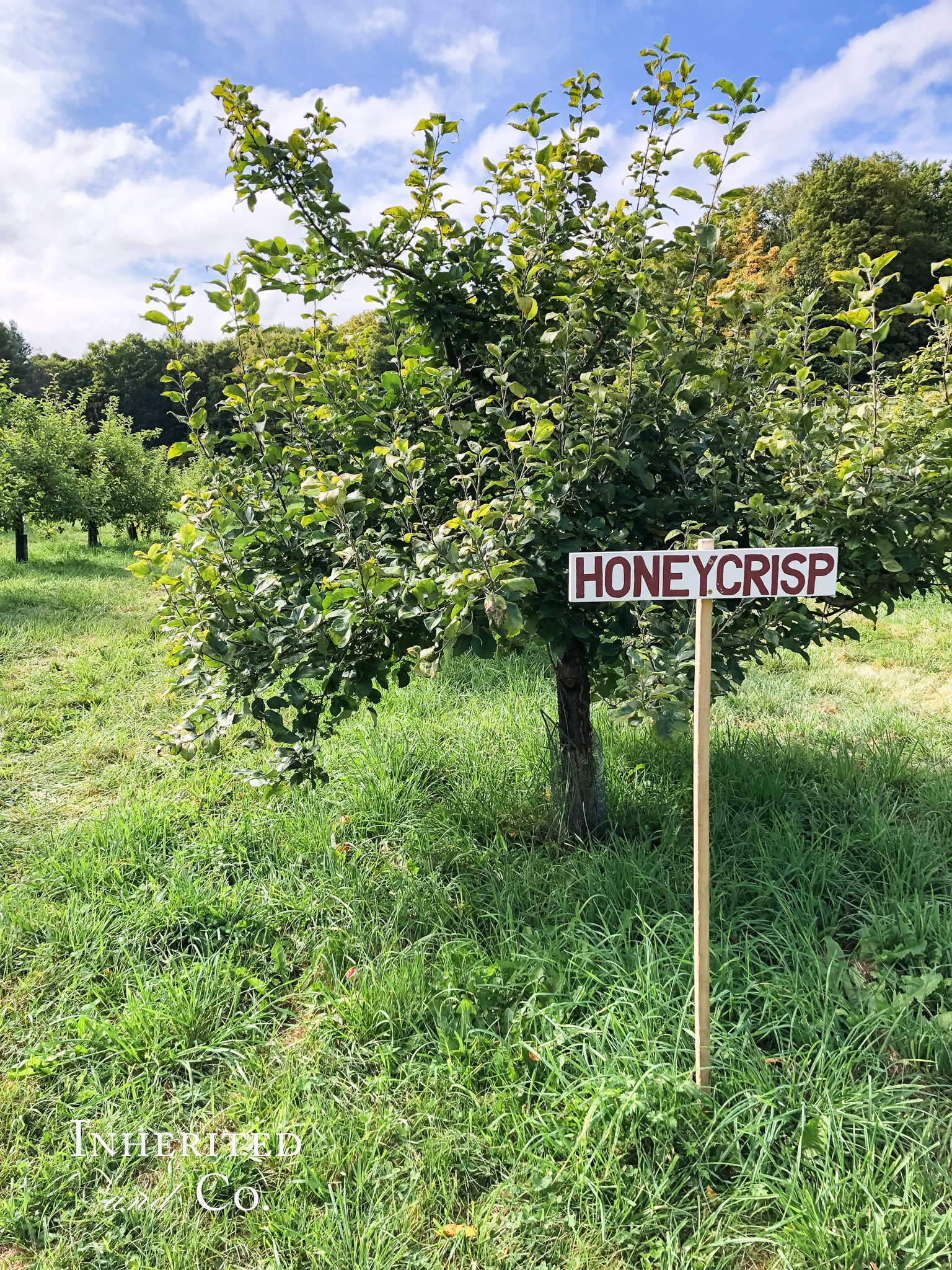 Honeycrisp in Vermont Apple Orchard