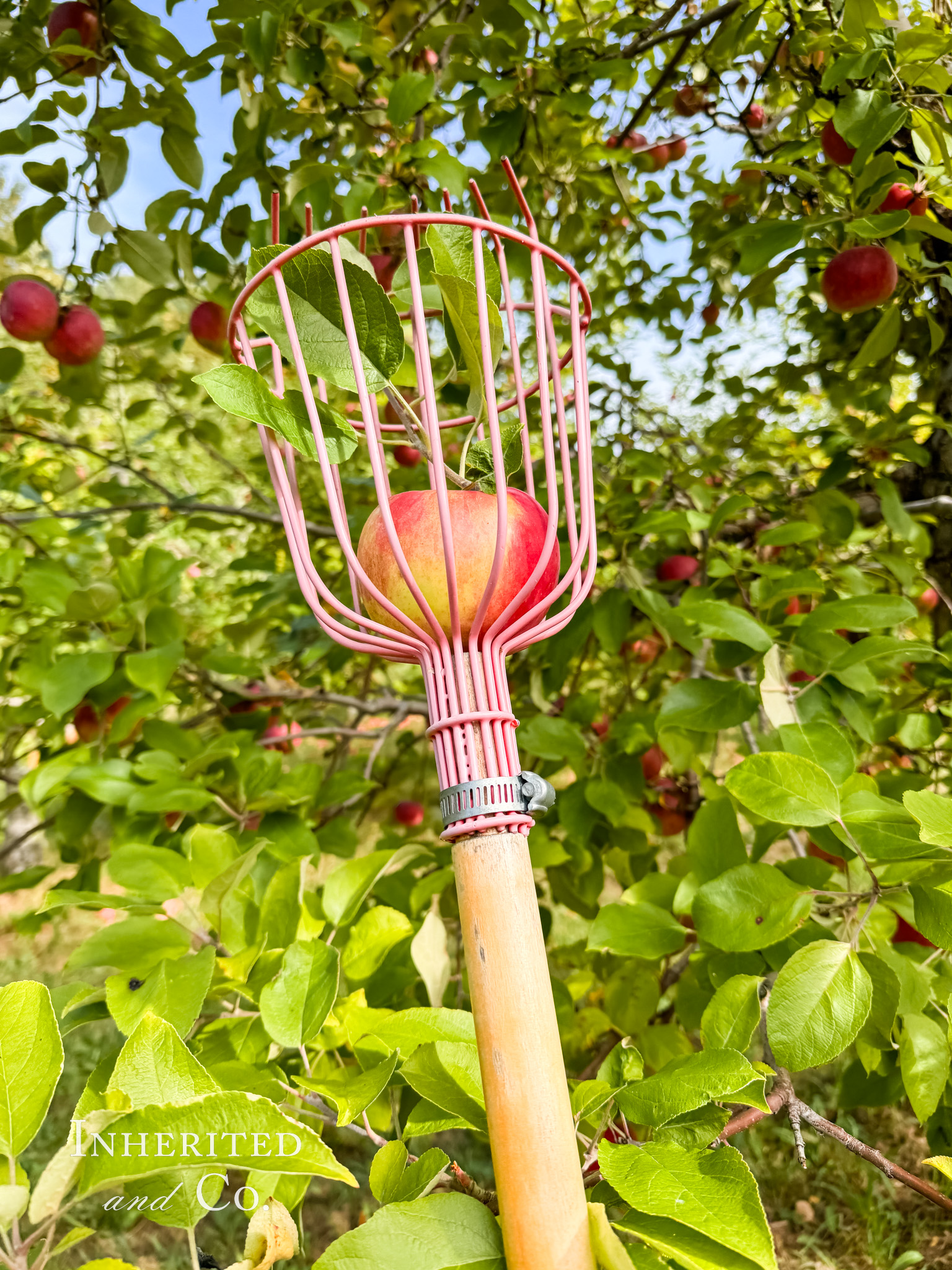 Apple picking - a must-do on a Vermont, New Hampshire, Maine Girls' Trip